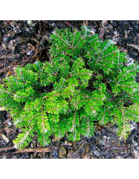 H.B. Kramer Abies veitchii Jodła Veitcha