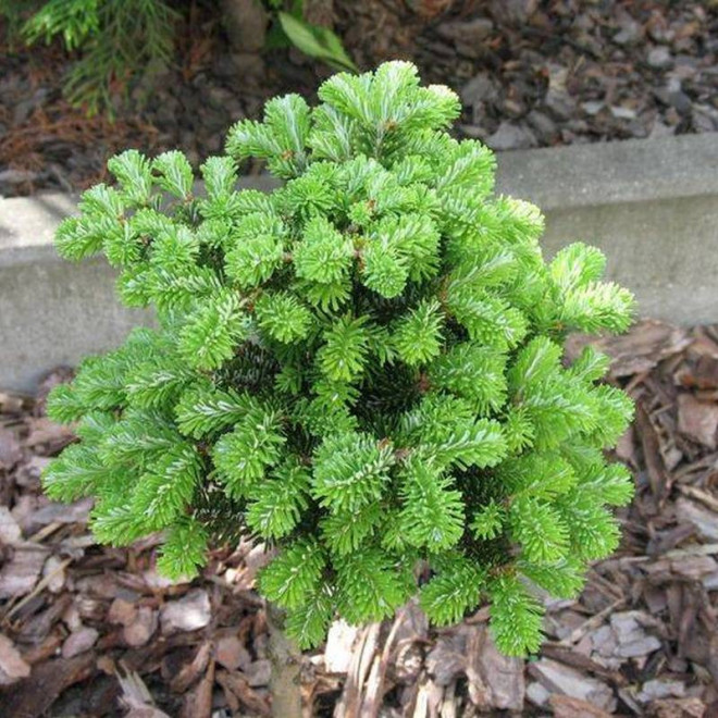 Jodła Veitcha Abies veitchii H.B. Kramer