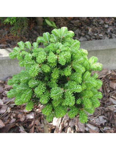 Jodła Veitcha Abies veitchii H.B. Kramer