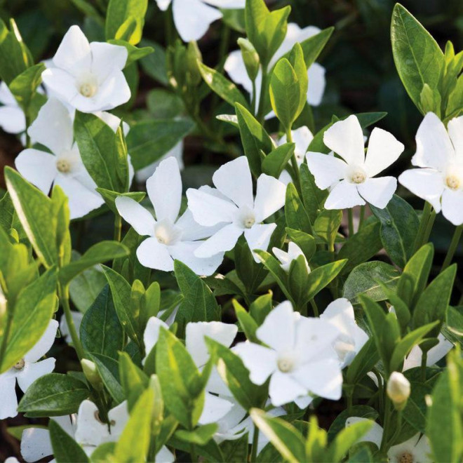 Barwinek pospolity Gertrude Jekyll Vinca minor