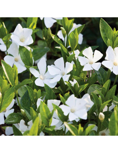 Barwinek pospolity Gertrude Jekyll Vinca minor