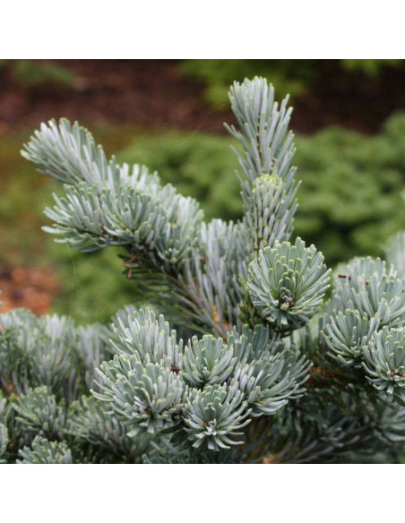 Jodła Veitcha Abies veitchii