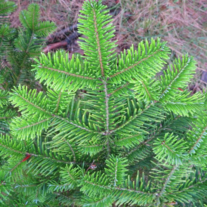 Abies veitchii Jodła Veitcha