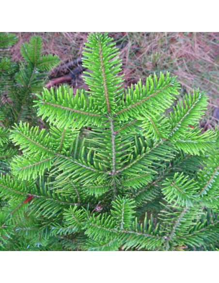 Abies veitchii Jodła Veitcha