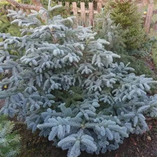 Jodła szlachetna Obrighofen Abies procera