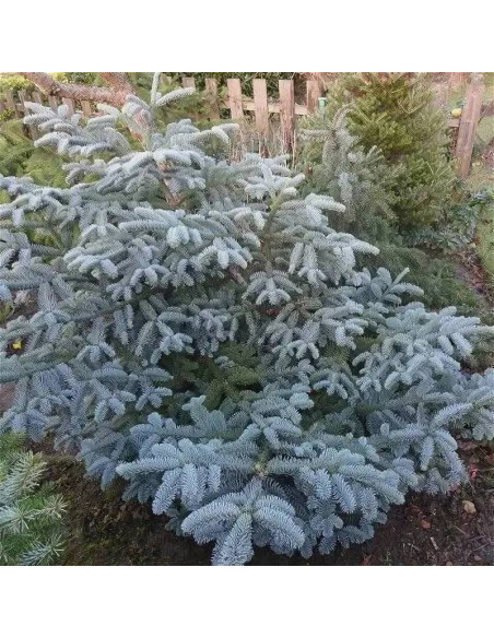 Jodła szlachetna Obrighofen Abies procera