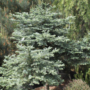 Jodła szlachetna Obrighofen Abies procera 2