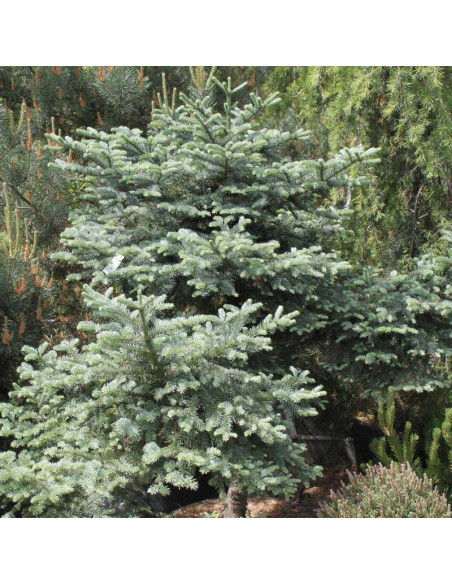 Obrighofen Abies procera Jodła szlachetna