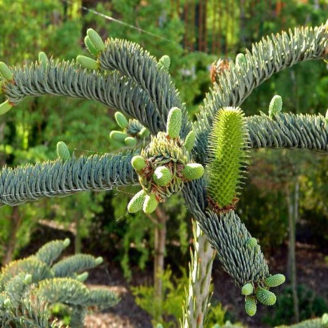 Glauca Prostrata Abies procera Jodła szlachetna