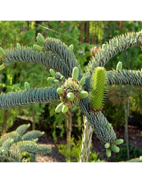 Glauca Prostrata Abies procera Jodła szlachetna