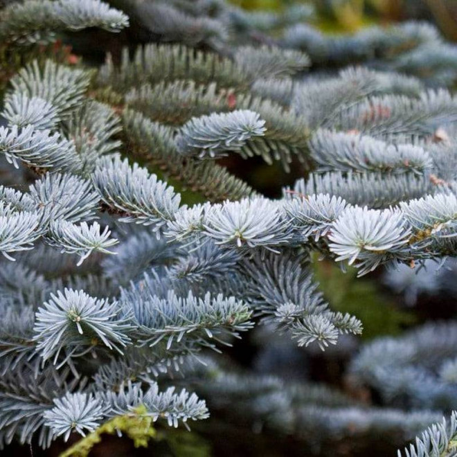 Jodła szlachetna Glauca Prostrata Abies procera