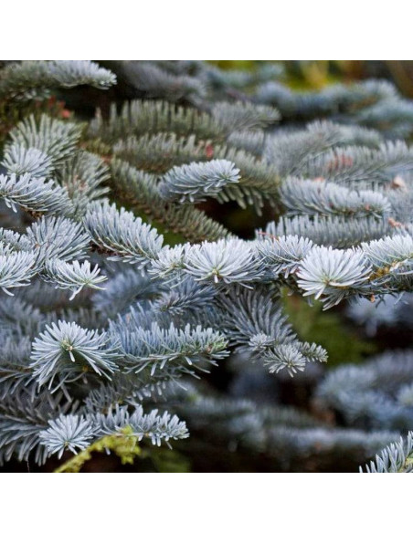 Jodła szlachetna Glauca Prostrata Abies procera