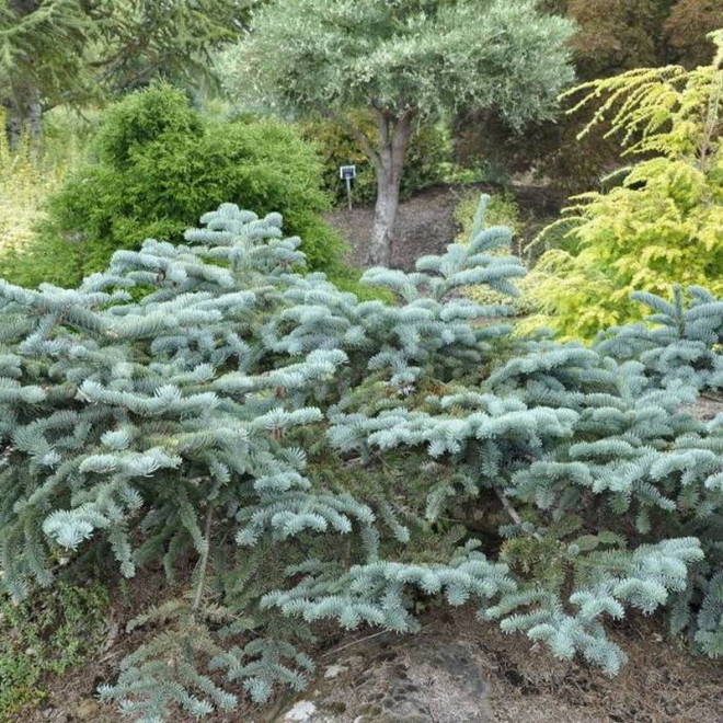 Jodła szlachetna Abies procera Glauca Prostrata