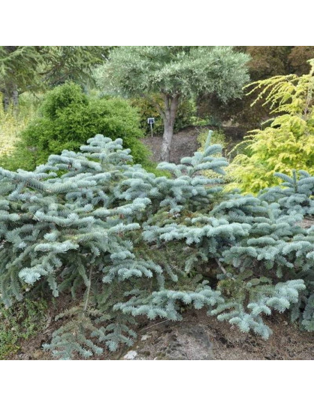 Jodła szlachetna Abies procera Glauca Prostrata