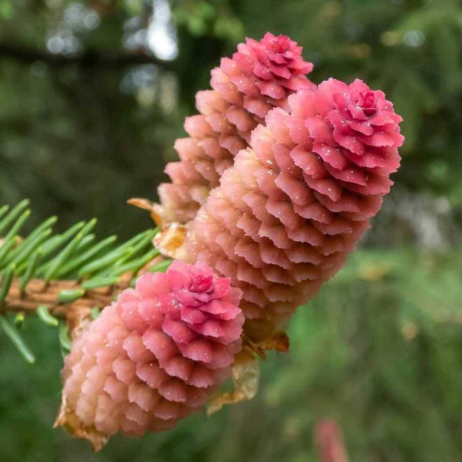 Jodła szlachetna Glauca Abies procera