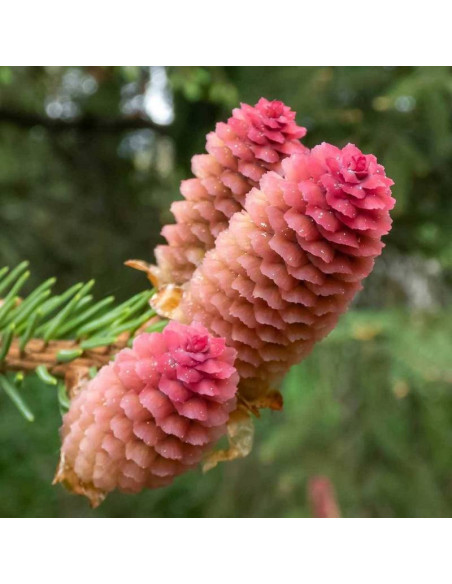 Jodła szlachetna Glauca Abies procera