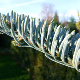 Jodła szlachetna Glauca Abies procera 2