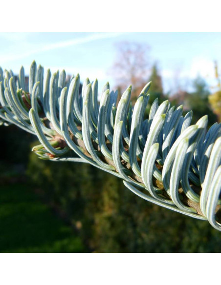 Glauca Abies procera Jodła szlachetna