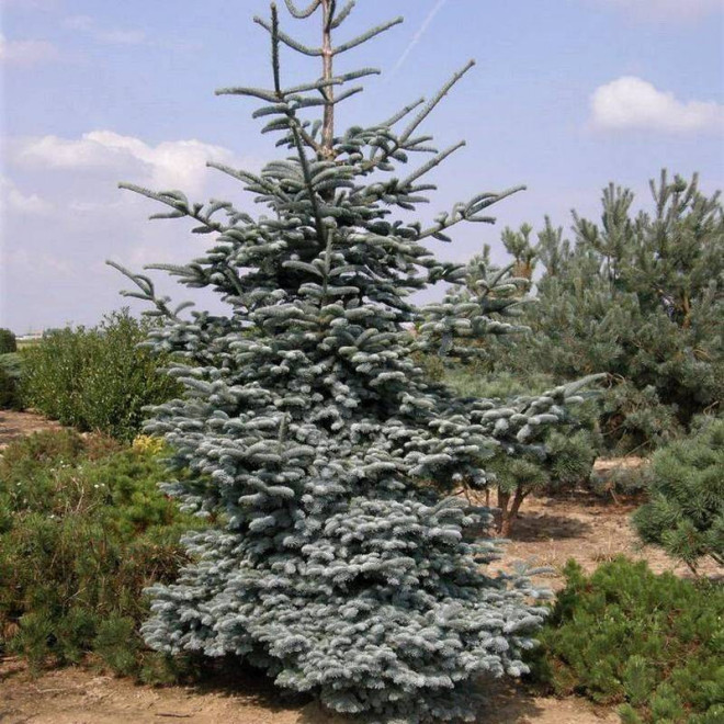 Jodła szlachetna Abies procera Glauca