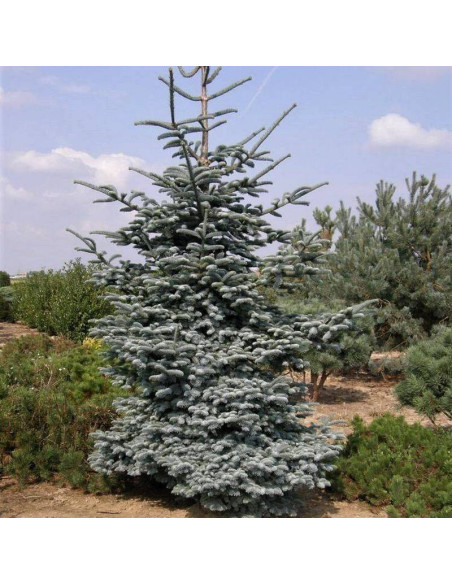 Jodła szlachetna Abies procera Glauca