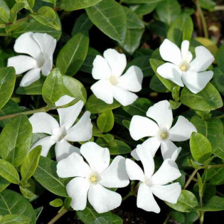 Barwinek pospolity Gertrude Jekyll Vinca minor 2