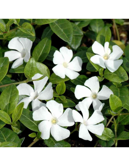 Gertrude Jekyll Barwinek pospolity Vinca minor