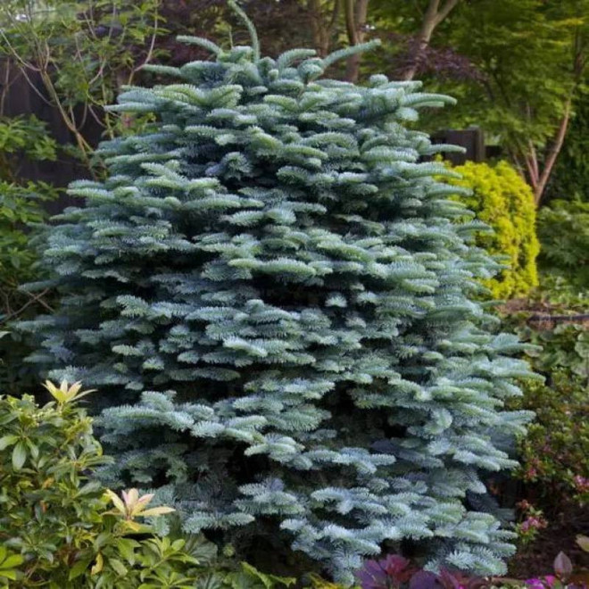 Abies procera Jodła szlachetna Glauca