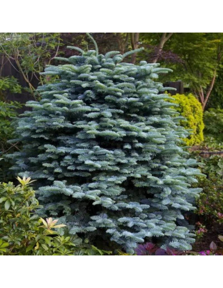 Abies procera Jodła szlachetna Glauca