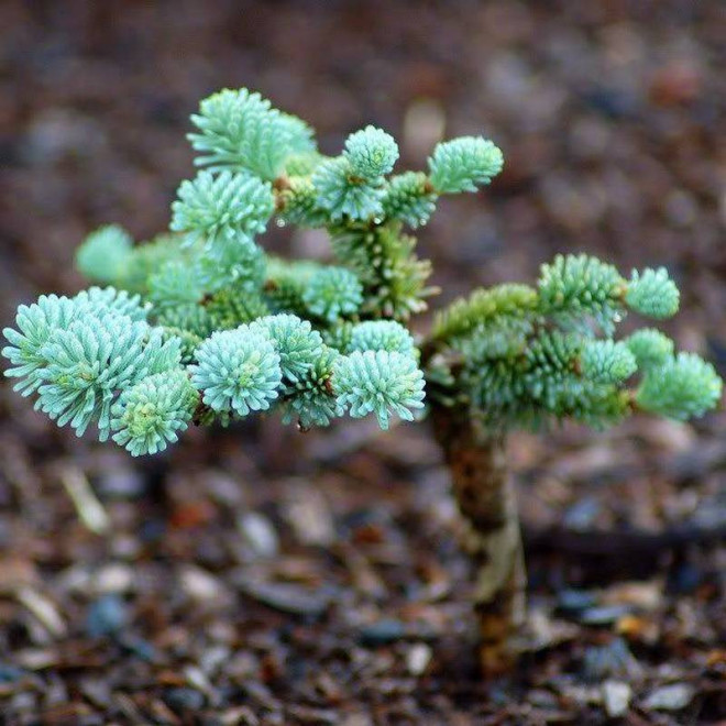 Blaue Hexe Abies procera Jodła szlachetna