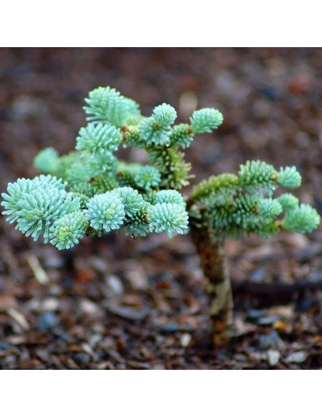 Blaue Hexe Abies procera Jodła szlachetna