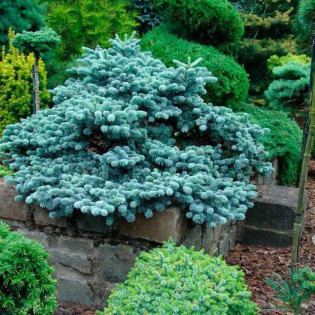 Blaue Hexe Abies procera Jodła szlachetna 2