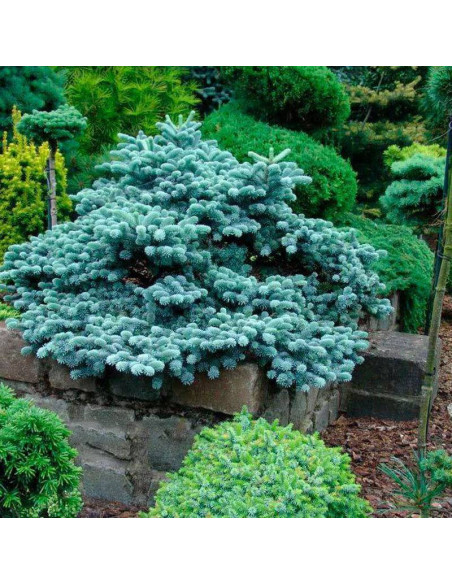 Jodła szlachetna Blaue Hexe Abies procera