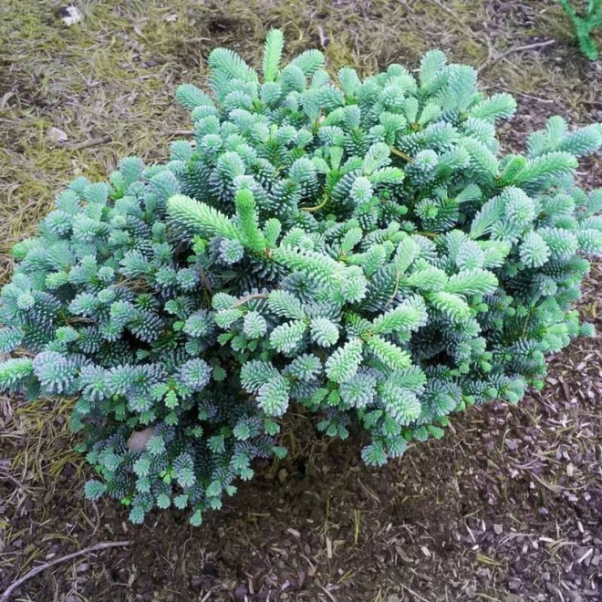 Jodła szlachetna Abies procera Blaue Hexe