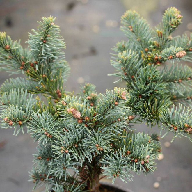 Bizarro Abies procera Jodła szlachetna