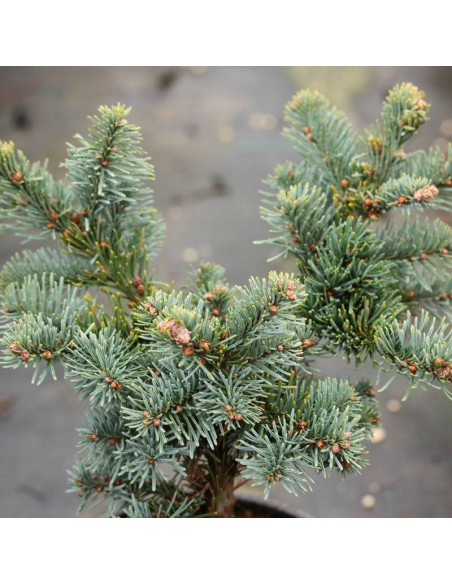 Bizarro Abies procera Jodła szlachetna