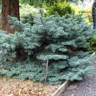 Bizarro Abies procera Jodła szlachetna 2