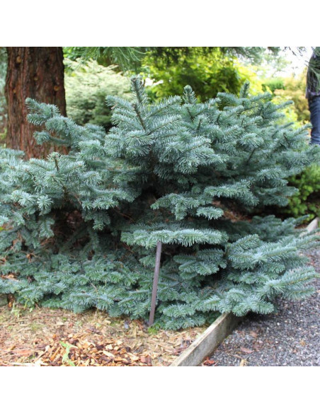 Jodła szlachetna Bizarro Abies procera