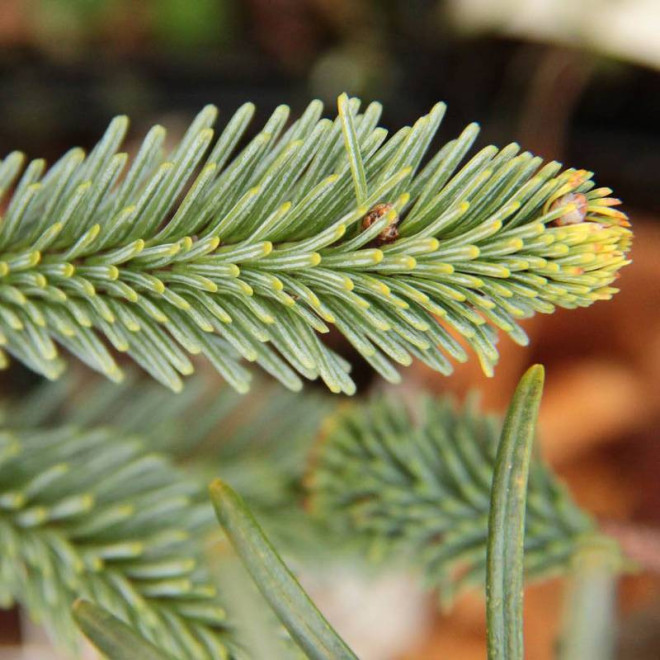 Jodła szlachetna Abies procera Bizarro