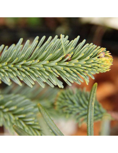 Jodła szlachetna Abies procera Bizarro