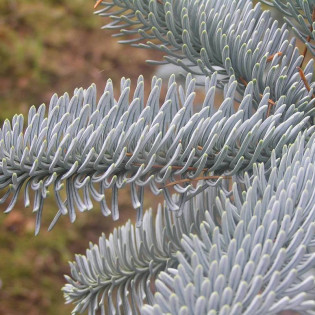 Jodła szlachetna Argentea Abies procera