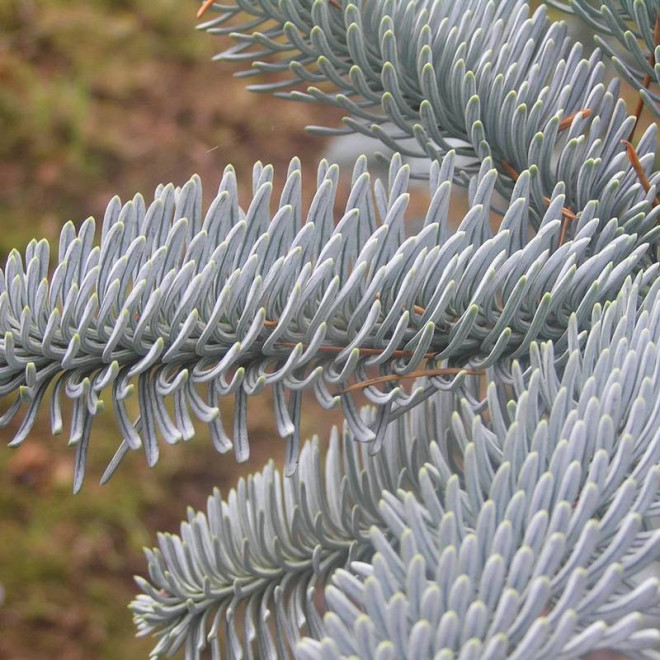 Jodła szlachetna Argentea Abies procera