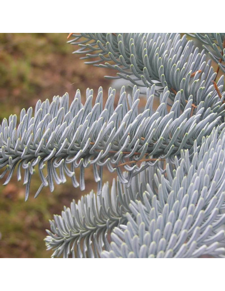 Jodła szlachetna Argentea Abies procera