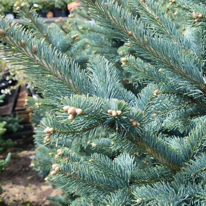 Argentea Abies procera Jodła szlachetna