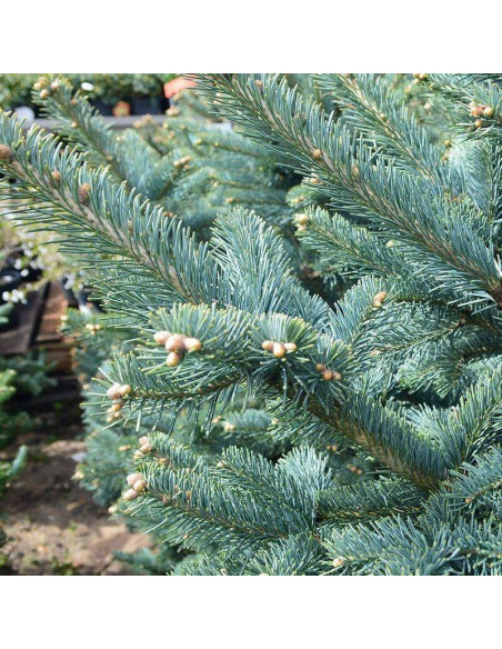 Argentea Abies procera Jodła szlachetna