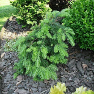 Jodła szlachetna Abies procera