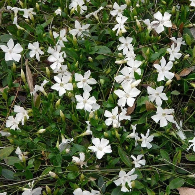 Vinca minor Barwinek pospolity Gertrude Jekyll