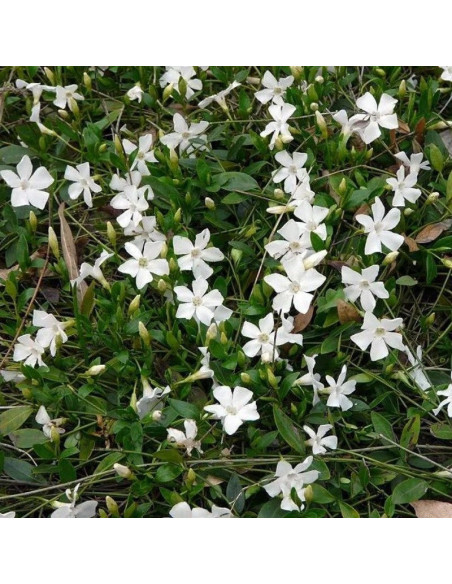 Vinca minor Barwinek pospolity Gertrude Jekyll