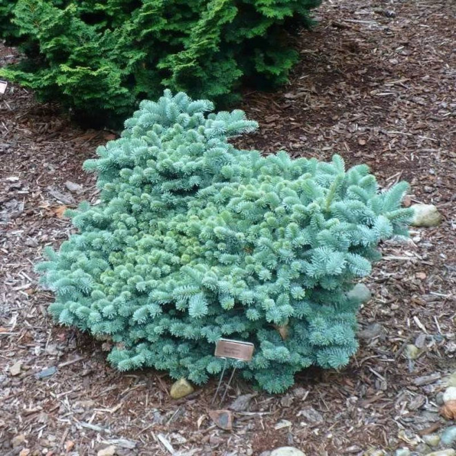 Abies procera Jodła szlachetna