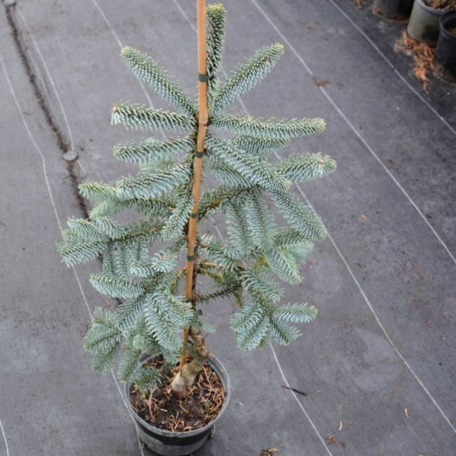 Jodła Abies Procera Szlachetna