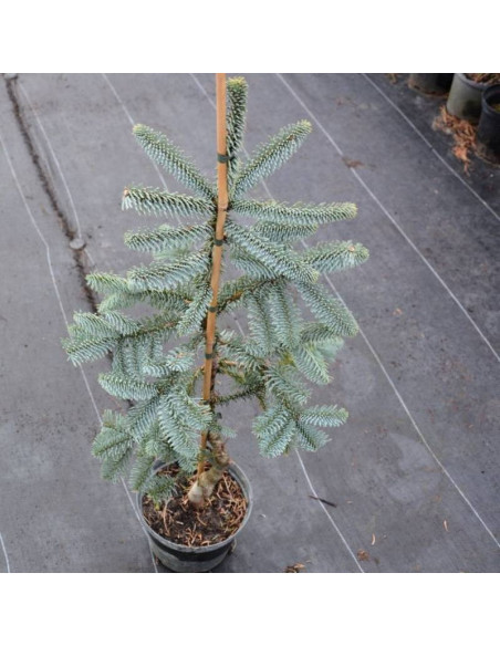 Jodła Abies Procera Szlachetna